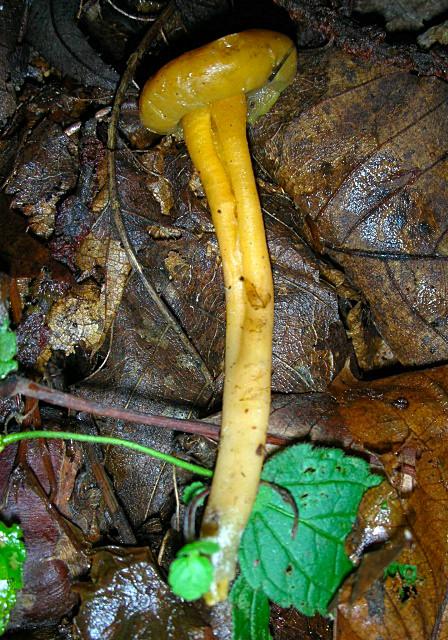 Leotia lubrica?